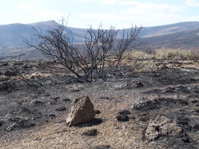 Gray Jay Press- Sagebrush Heart- wildfire burned bitterbrush